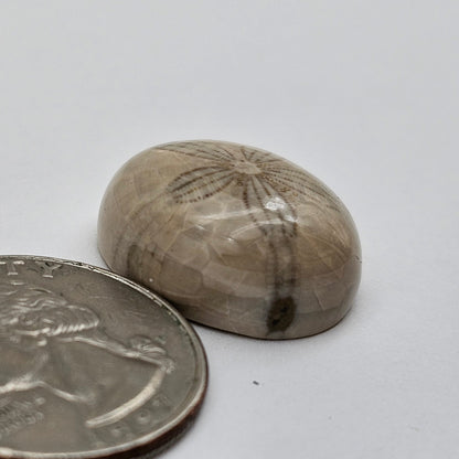 Sand dollar fossil medium