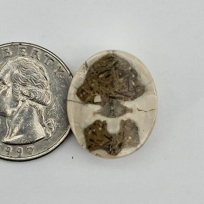 Sand dollar fossil medium