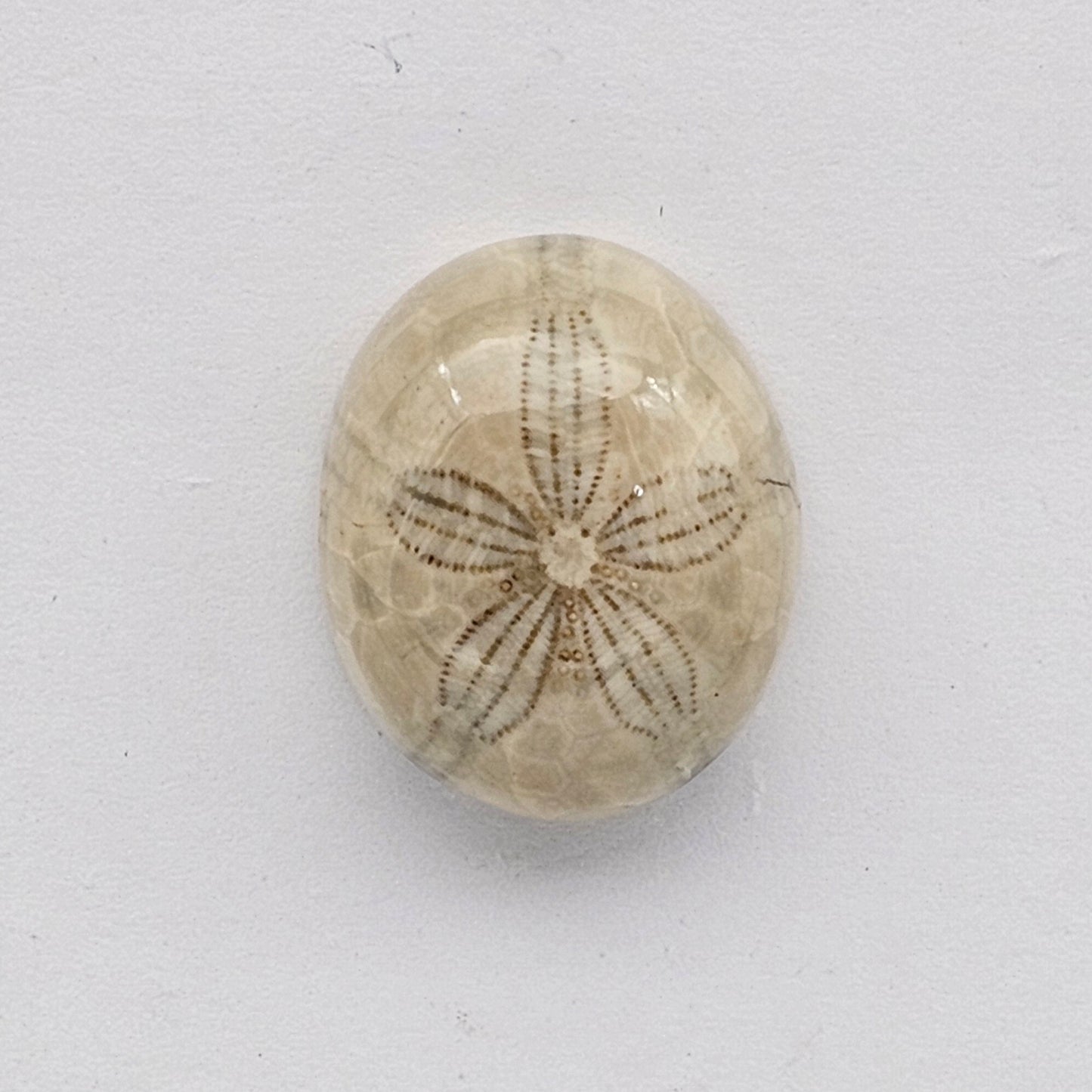 Sand dollar fossil medium