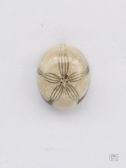 Sand dollar fossil medium