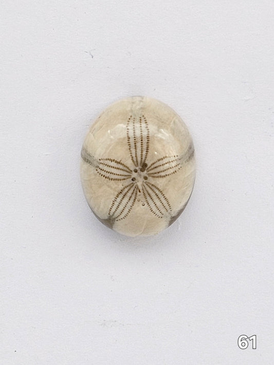 Sand dollar fossil medium