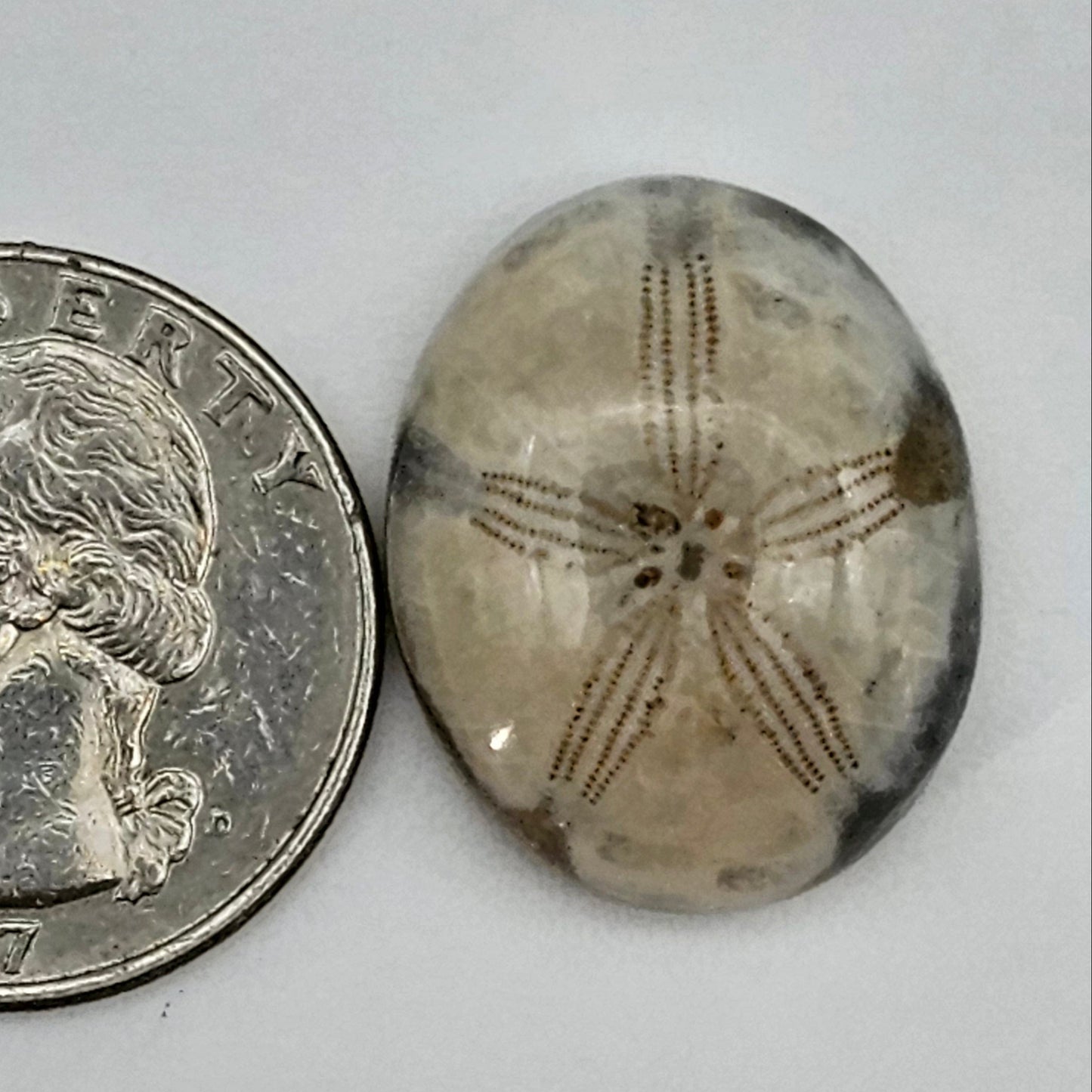 Sand dollar fossil medium