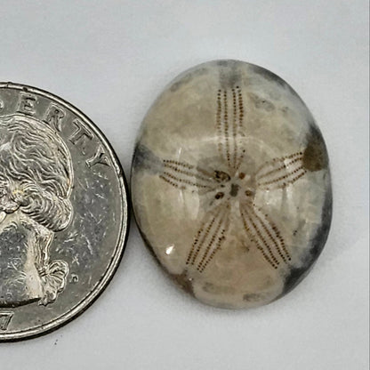 Sand dollar fossil medium