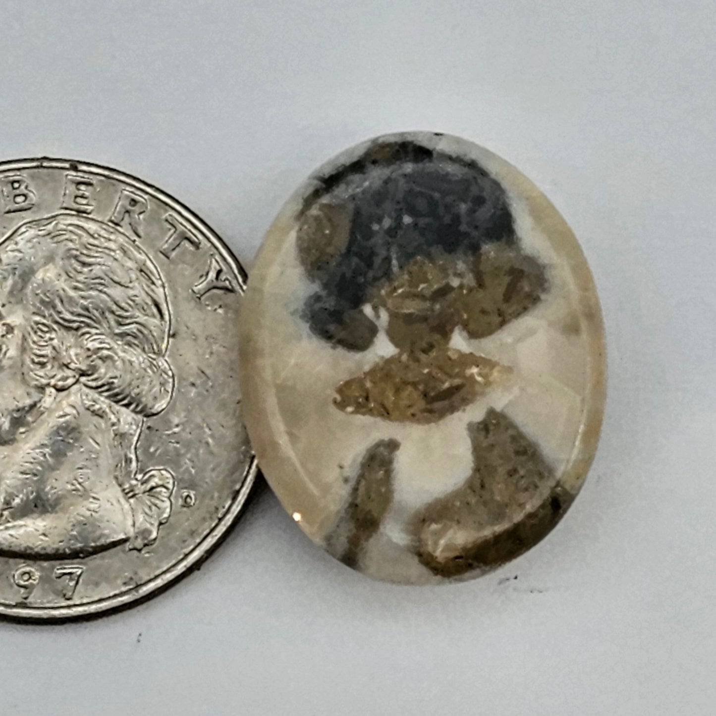 Sand dollar fossil medium