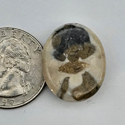 Sand dollar fossil medium