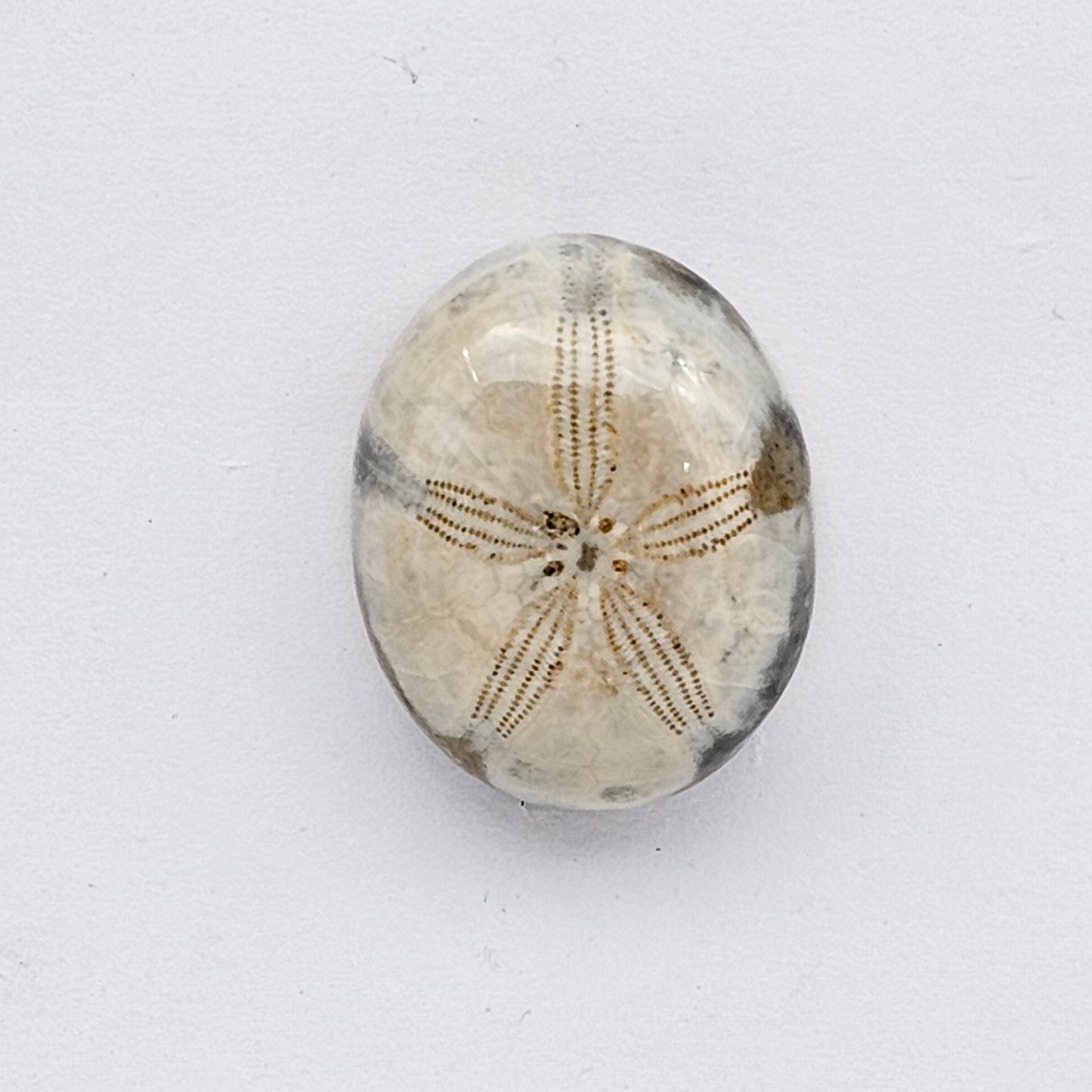 Sand dollar fossil medium