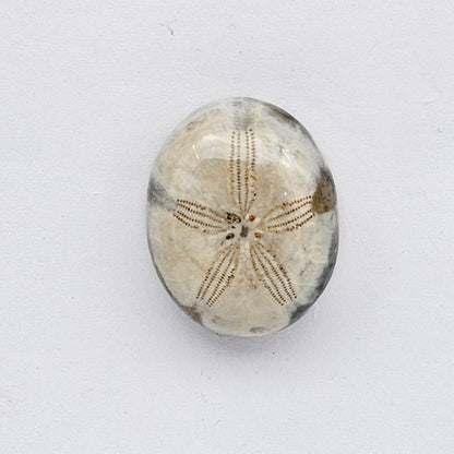 Sand dollar fossil medium