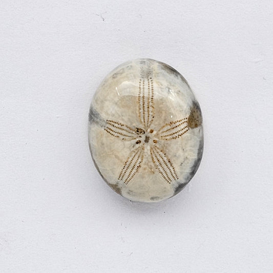 Sand dollar fossil medium