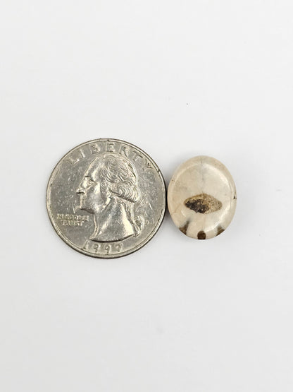 Sea Urchin (Sand Dollar) Fossil Cabochon – Mexican Echinoid