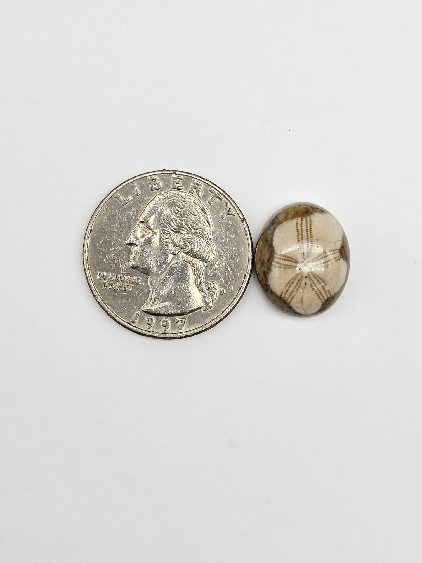 Sea Urchin (Sand Dollar) Fossil Cabochon – Mexican Echinoid