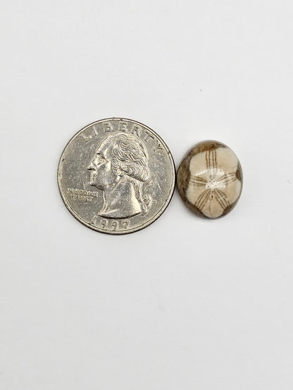 Sea Urchin (Sand Dollar) Fossil Cabochon – Mexican Echinoid