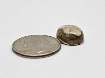 Sea Urchin (Sand Dollar) Fossil Cabochon – Mexican Echinoid