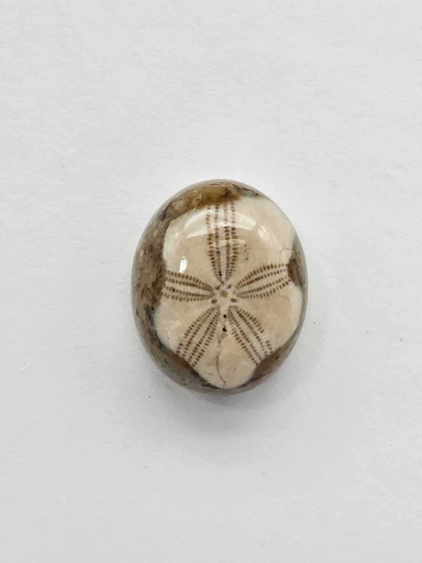 Sea Urchin (Sand Dollar) Fossil Cabochon – Mexican Echinoid