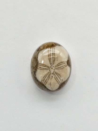 Sea Urchin (Sand Dollar) Fossil Cabochon – Mexican Echinoid