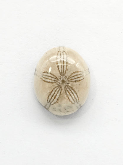 Sea Urchin (Sand Dollar) Fossil Cabochon – Mexican Echinoid