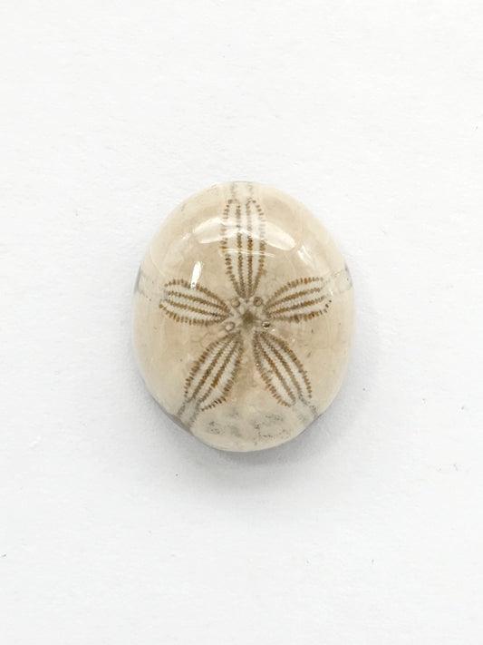 Sea Urchin (Sand Dollar) Fossil Cabochon – Mexican Echinoid
