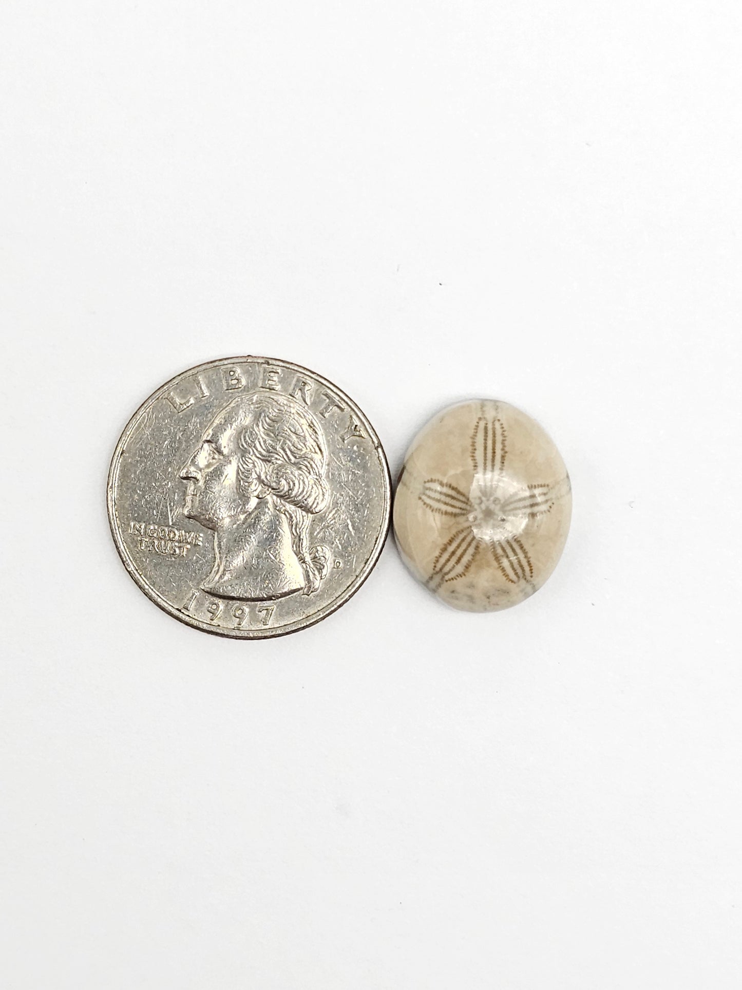 Sea Urchin (Sand Dollar) Fossil Cabochon – Mexican Echinoid