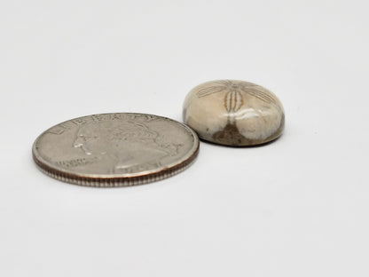 Sea Urchin (Sand Dollar) Fossil Cabochon – Mexican Echinoid