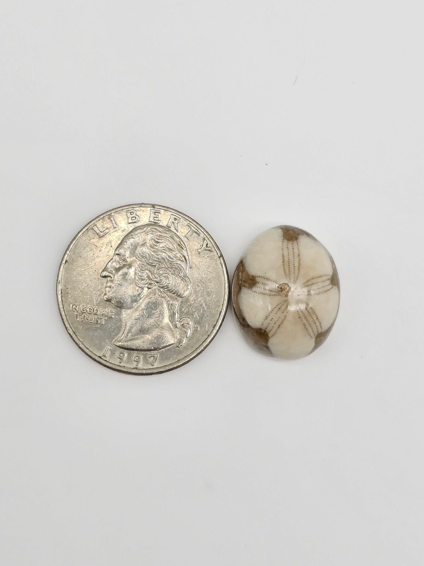 Sea Urchin (Sand Dollar) Fossil Cabochon – Mexican Echinoid