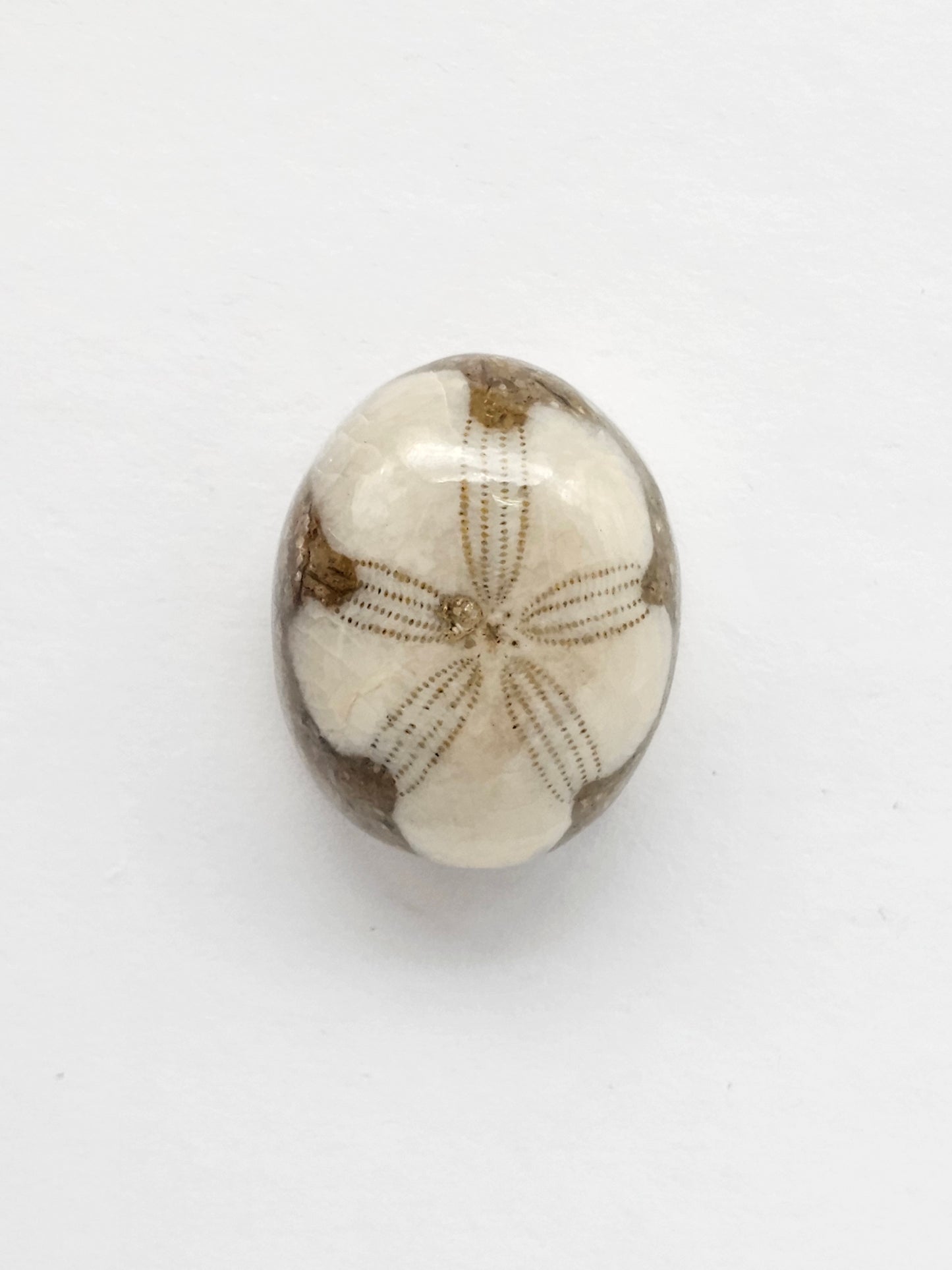 Sea Urchin (Sand Dollar) Fossil Cabochon – Mexican Echinoid
