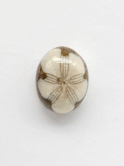 Sea Urchin (Sand Dollar) Fossil Cabochon – Mexican Echinoid