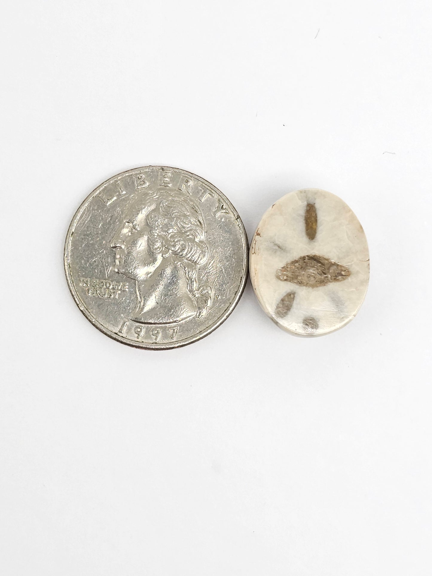 Sea Urchin (Sand Dollar) Fossil Cabochon – Mexican Echinoid