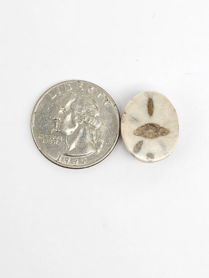 Sea Urchin (Sand Dollar) Fossil Cabochon – Mexican Echinoid