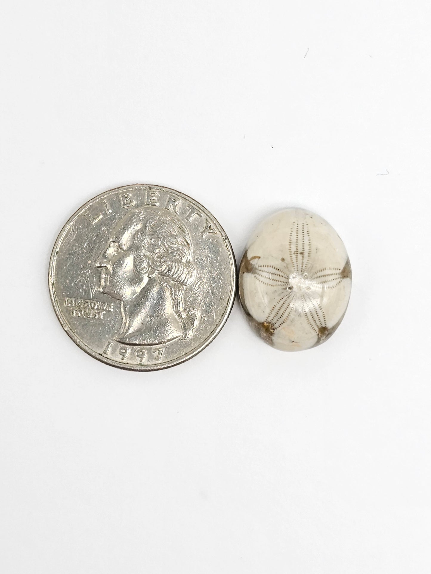 Sea Urchin (Sand Dollar) Fossil Cabochon – Mexican Echinoid