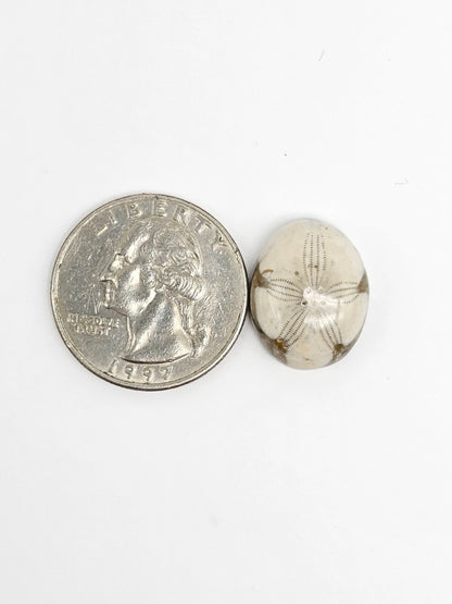 Sea Urchin (Sand Dollar) Fossil Cabochon – Mexican Echinoid