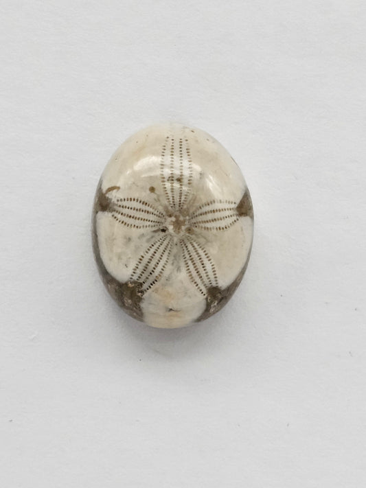 Sea Urchin (Sand Dollar) Fossil Cabochon – Mexican Echinoid