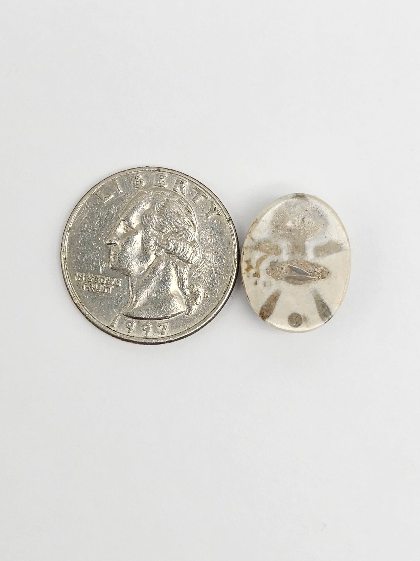 Sea Urchin (Sand Dollar) Fossil Cabochon – Mexican Echinoid