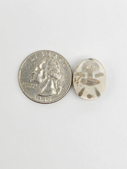 Sea Urchin (Sand Dollar) Fossil Cabochon – Mexican Echinoid