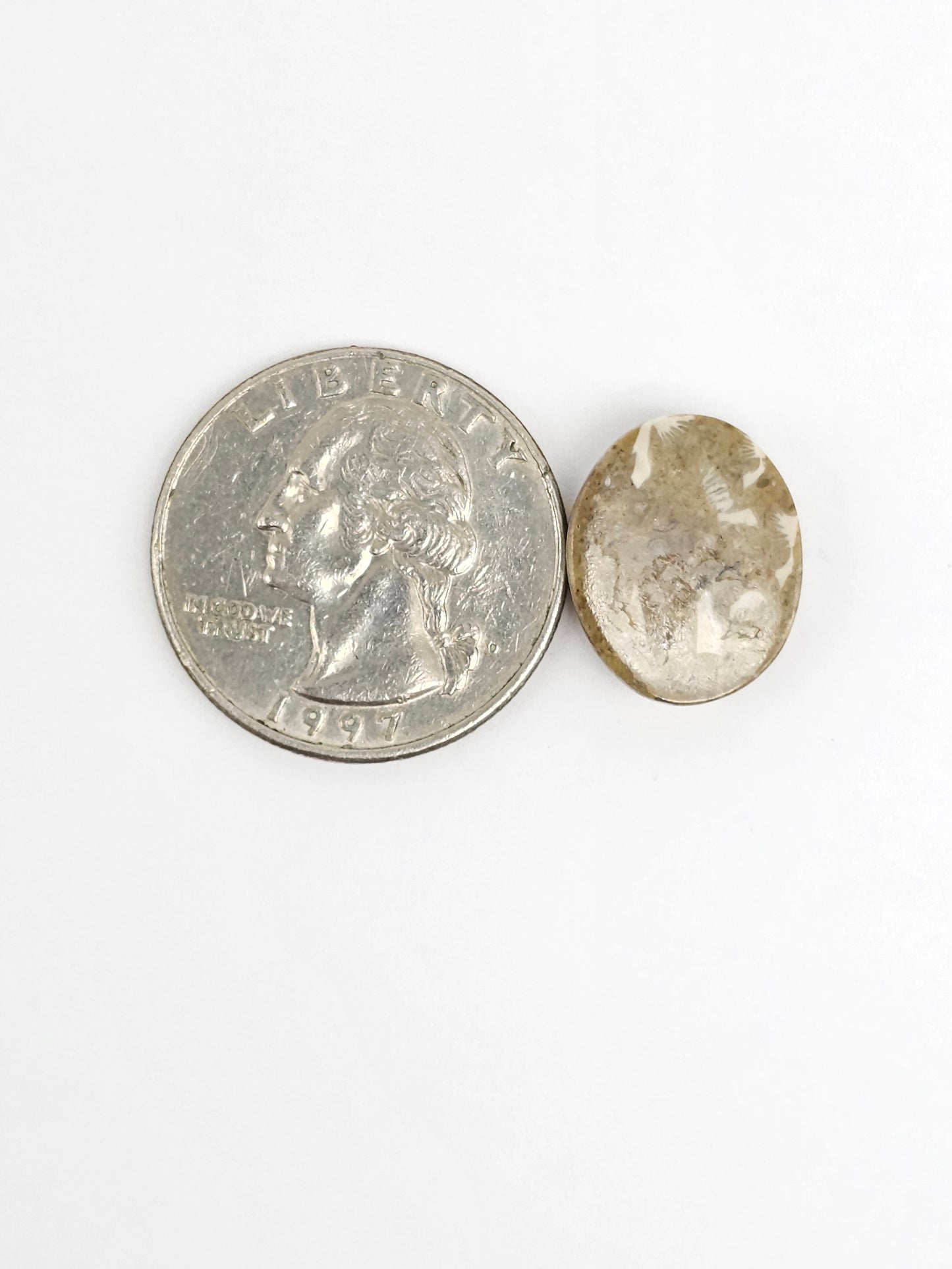 Sea Urchin (Sand Dollar) Fossil Cabochon – Mexican Echinoid
