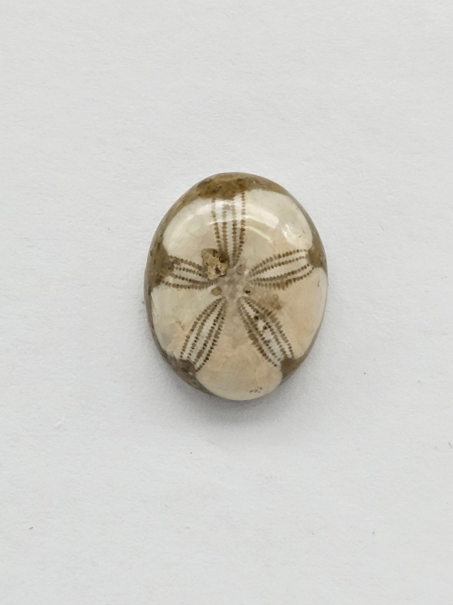 Sea Urchin (Sand Dollar) Fossil Cabochon – Mexican Echinoid