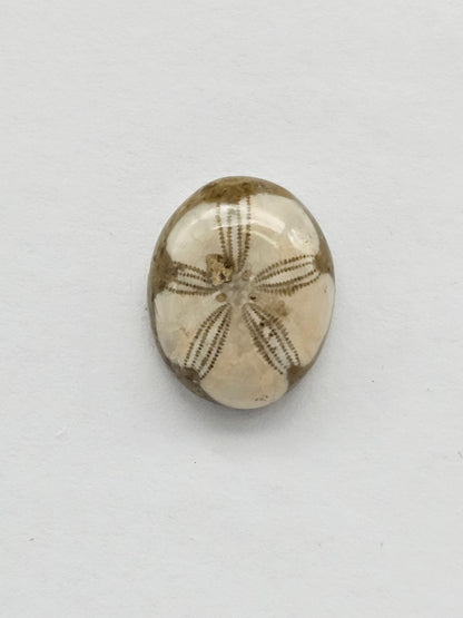 Sea Urchin (Sand Dollar) Fossil Cabochon – Mexican Echinoid