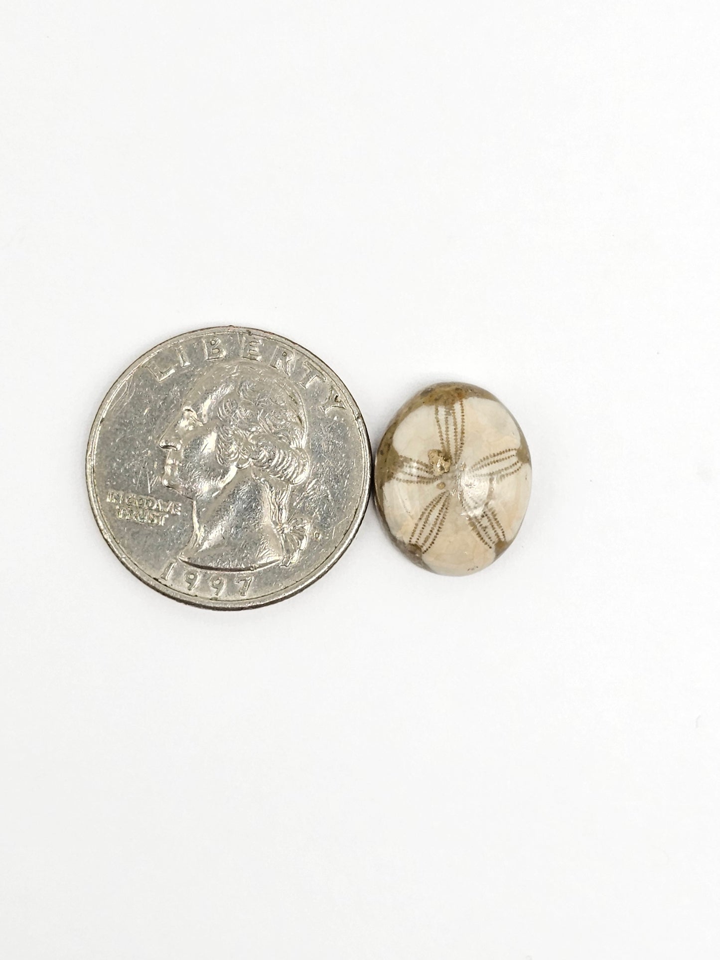 Sea Urchin (Sand Dollar) Fossil Cabochon – Mexican Echinoid
