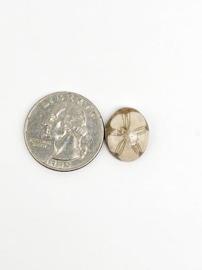 Sea Urchin (Sand Dollar) Fossil Cabochon – Mexican Echinoid