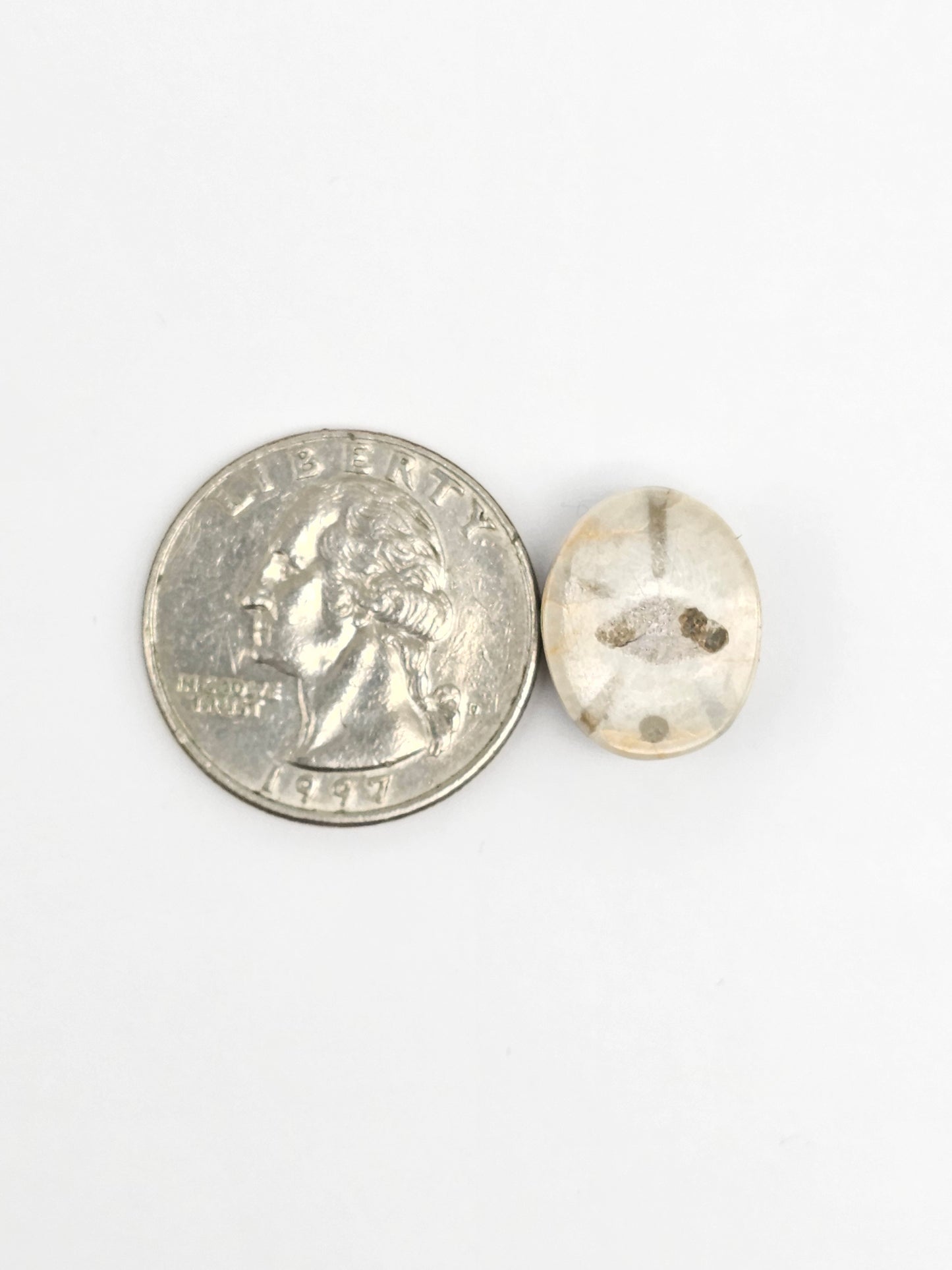 Sea Urchin (Sand Dollar) Fossil Cabochon – Mexican Echinoid