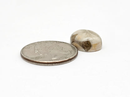 Sea Urchin (Sand Dollar) Fossil Cabochon – Mexican Echinoid