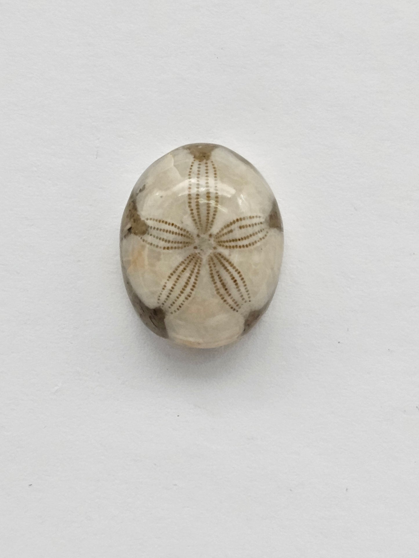 Sea Urchin (Sand Dollar) Fossil Cabochon – Mexican Echinoid