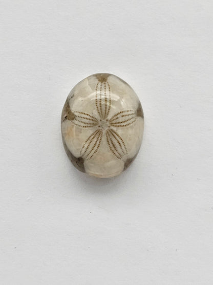Sea Urchin (Sand Dollar) Fossil Cabochon – Mexican Echinoid