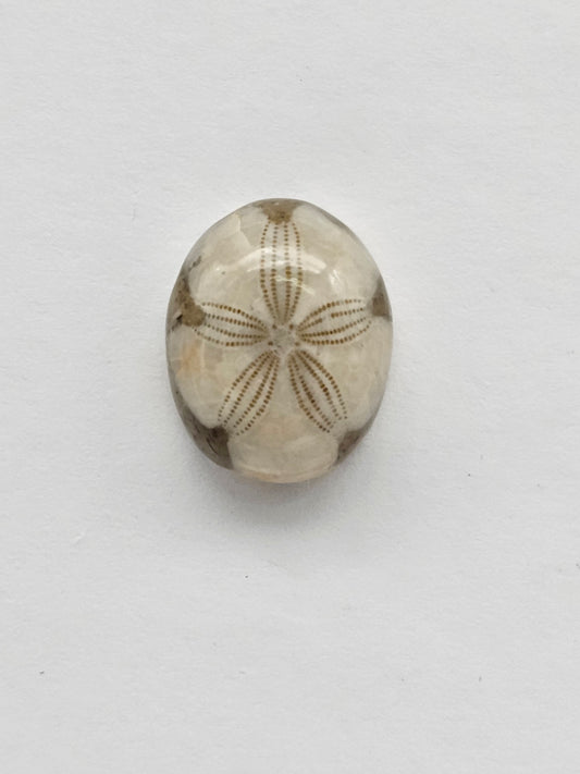 Sea Urchin (Sand Dollar) Fossil Cabochon – Mexican Echinoid