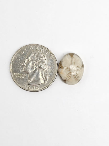 Sea Urchin (Sand Dollar) Fossil Cabochon – Mexican Echinoid
