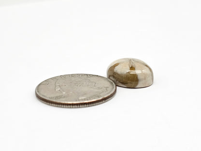 Sea Urchin (Sand Dollar) Fossil Cabochon – Mexican Echinoid