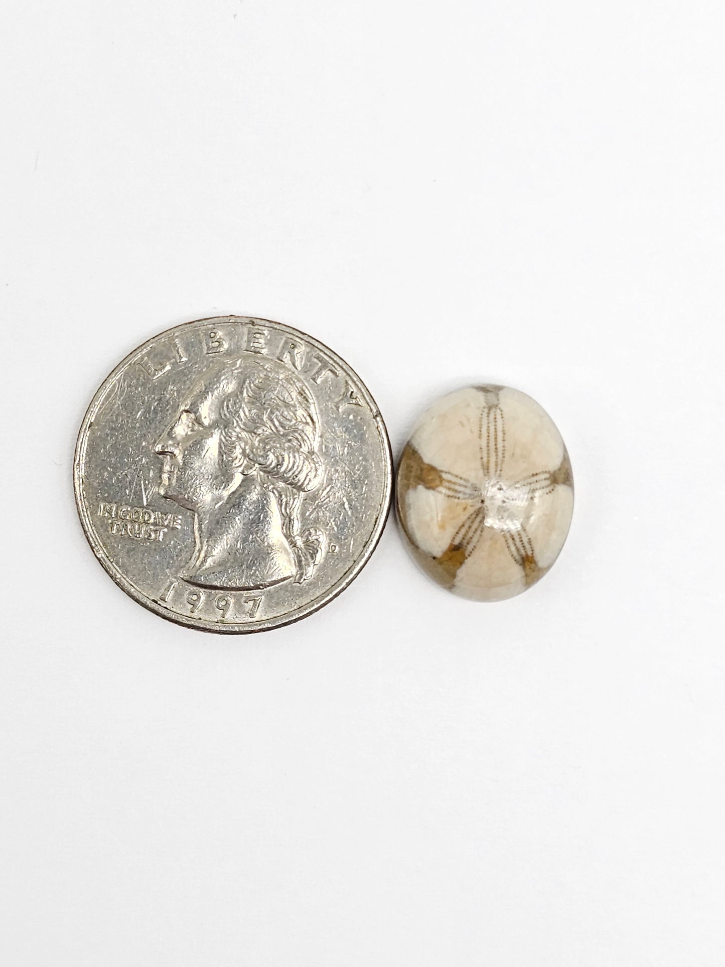 Sea Urchin (Sand Dollar) Fossil Cabochon – Mexican Echinoid