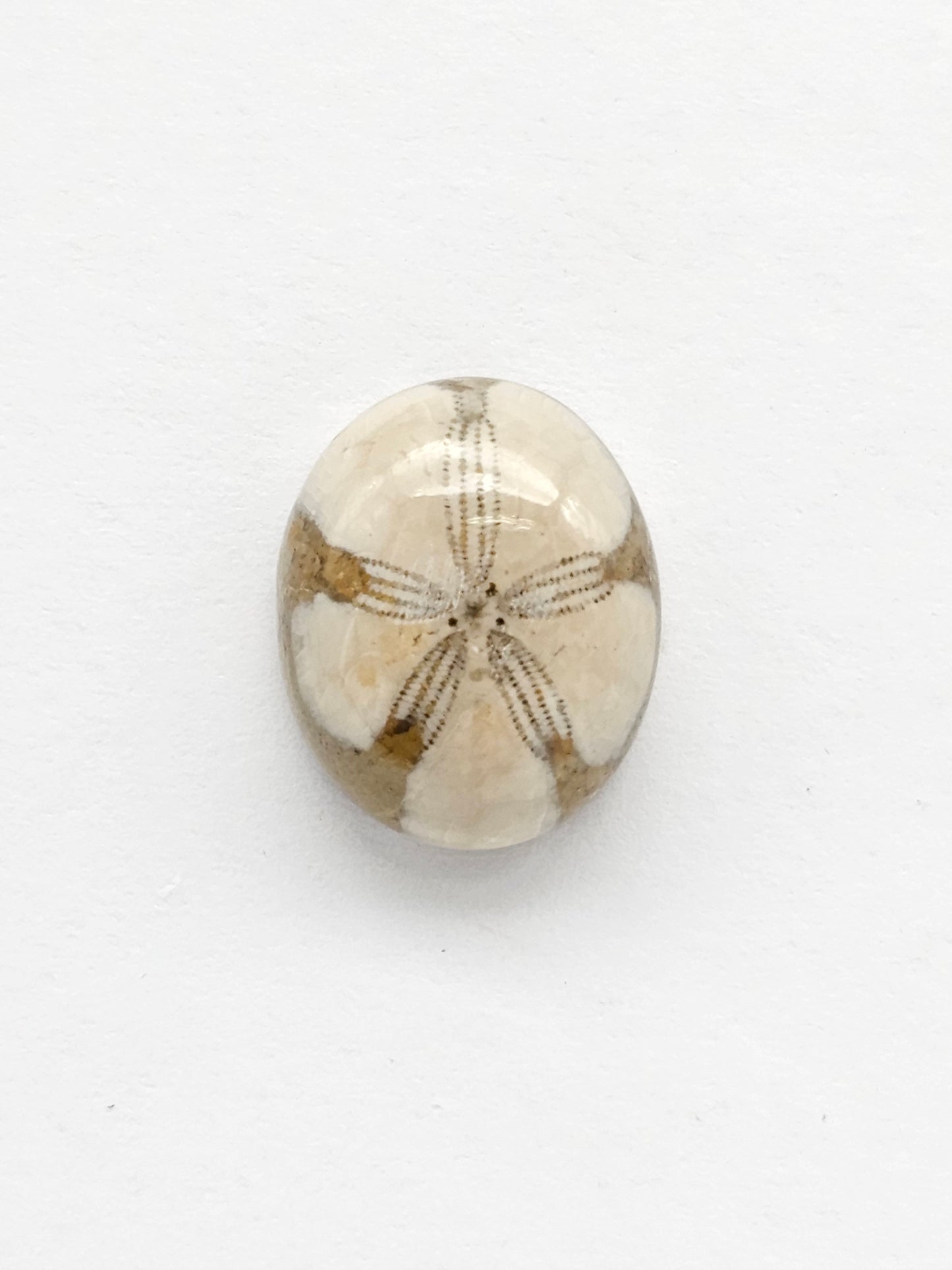 Sea Urchin (Sand Dollar) Fossil Cabochon – Mexican Echinoid