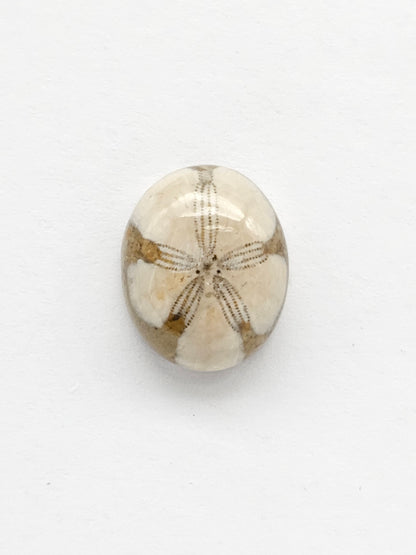 Sea Urchin (Sand Dollar) Fossil Cabochon – Mexican Echinoid