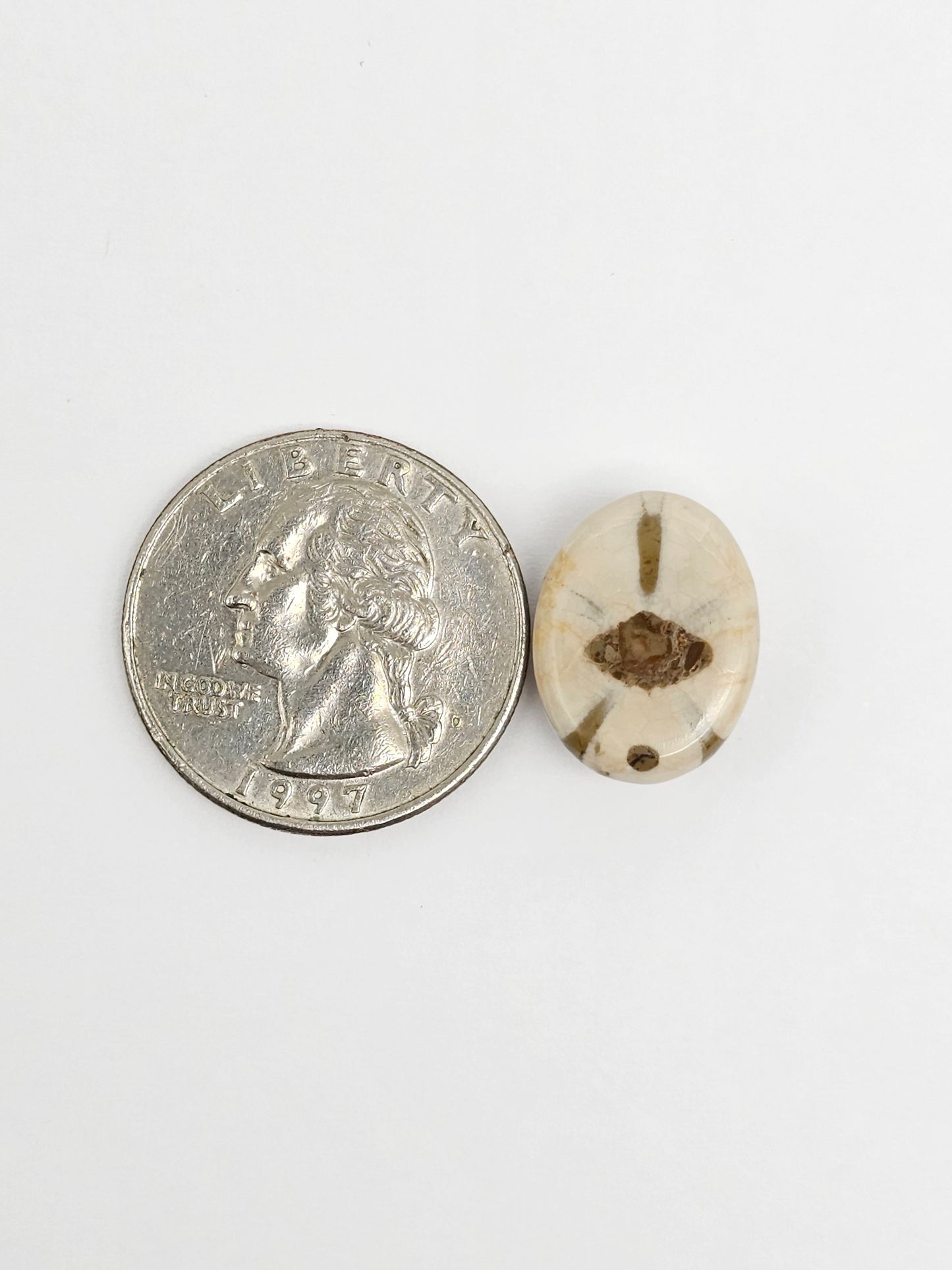 Sea Urchin (Sand Dollar) Fossil Cabochon – Rare Mexican Echinoid, Hand Polished