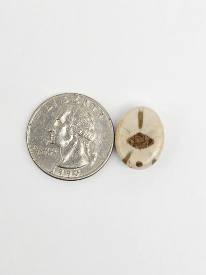 Sea Urchin (Sand Dollar) Fossil Cabochon – Rare Mexican Echinoid, Hand Polished