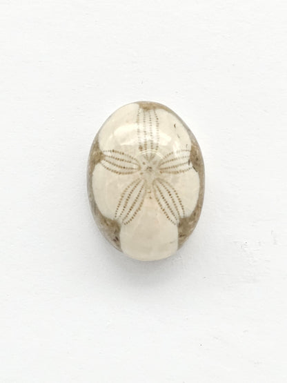 Sea Urchin (Sand Dollar) Fossil Cabochon – Rare Mexican Echinoid, Hand Polished